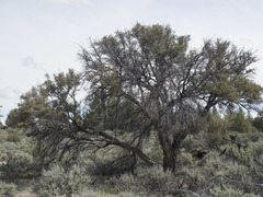 Cercocarpus ledifolius intermontanus