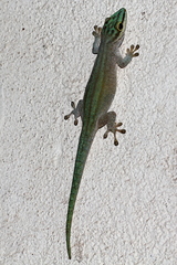 Phelsuma abbotti
