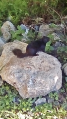 Otospermophilus variegatus couchii