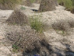 Centaurea hyssopifolia