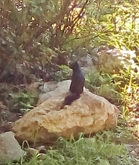 Otospermophilus variegatus couchii