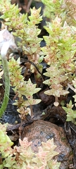 Crassula muscosa
