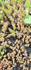 Crassula muscosa