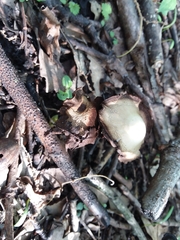 Agaricales