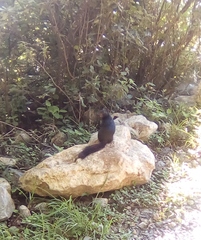 Otospermophilus variegatus couchii