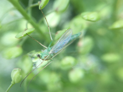 Chironomidae