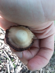 Agaricales