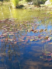 Nymphaea nouchali zanzibariensis