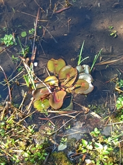 Nymphaea nouchali zanzibariensis