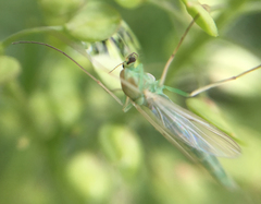 Chironomidae