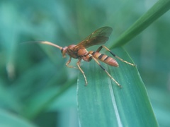 Ichneumonina