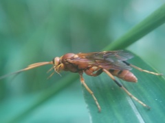 Ichneumonina