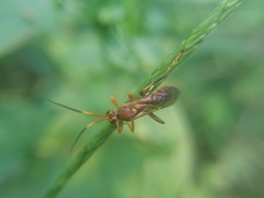 Ichneumonina