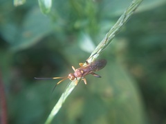 Ichneumonina