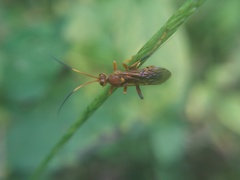 Ichneumonina