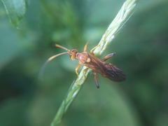 Ichneumonina