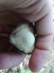 Agaricales