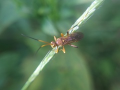 Ichneumonina