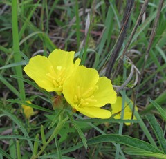 Oenothera berlandieri