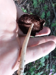 Agaricales