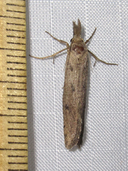 Acrolophus mortipennella