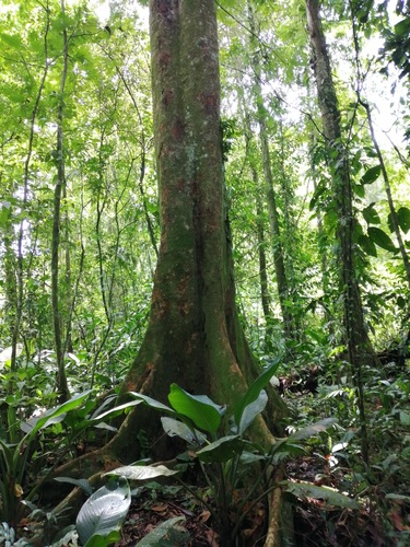 Carapa guianensis - Whole tree