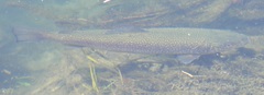 Salmo marmoratus