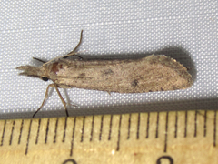 Acrolophus mortipennella