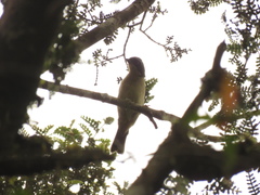 Pipraeidea melanonota