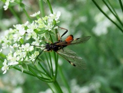 Tenthredopsis scutellaris