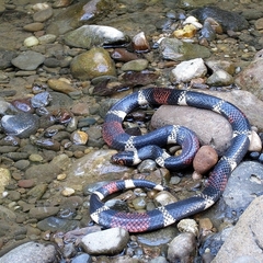 Micrurus surinamensis