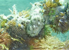 Acrozoanthus australiae