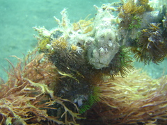 Acrozoanthus australiae
