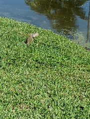 Iguana iguana