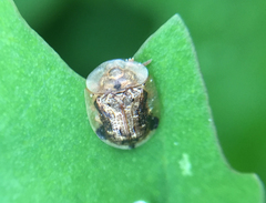 Cassida piperata