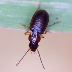 Acupalpus dubius