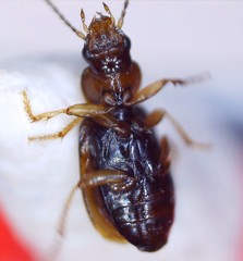 Acupalpus dubius