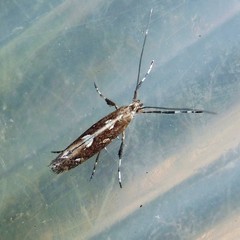 Calybites phasianipennella