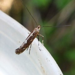 Calybites phasianipennella
