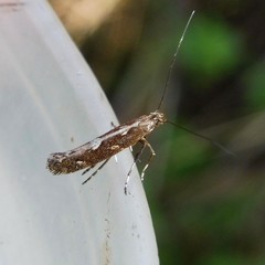 Calybites phasianipennella
