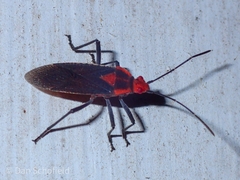 Jadera sanguinolenta