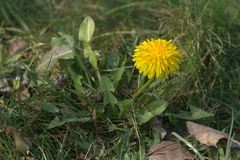 Taraxacum officinale