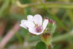 Erodium acaule