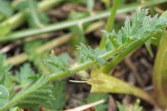 Erodium acaule
