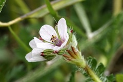 Erodium acaule