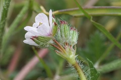 Erodium acaule