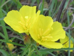 Oenothera berlandieri