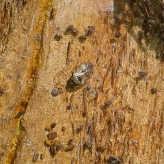 Hyalochilus ovatulus