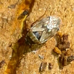 Hyalochilus ovatulus