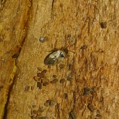 Hyalochilus ovatulus